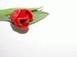 s-Tulp.JPG