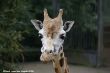 Small-2009 06 07_Ouwehands_6698.JPG