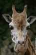 Small-2009 06 07_Ouwehands_6699.JPG