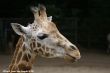 Small-2009 06 07_Ouwehands_6701.JPG