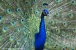 Small-2009 06 07_Ouwehands_6783.JPG
