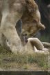 Small-2009 06 07_Ouwehands_6813.JPG