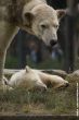 Small-2009 06 07_Ouwehands_6815.JPG