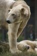 Small-2009 06 07_Ouwehands_6818.JPG