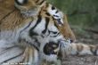 Small-2009 06 07_Ouwehands_6855.JPG