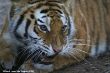 Small-2009 06 07_Ouwehands_6857.JPG