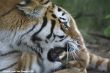 Small-2009 06 07_Ouwehands_6860.JPG