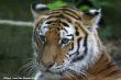 Small-2009 06 07_Ouwehands_6870.JPG