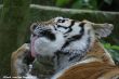 Small-2009 06 07_Ouwehands_6876.JPG
