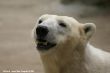 Small-2009 06 07_Ouwehands_6894.JPG