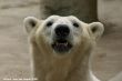 Small-2009 06 07_Ouwehands_6895.JPG