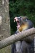 Small-2009 06 07_Ouwehands_6912.JPG