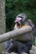 Small-2009 06 07_Ouwehands_6916.JPG
