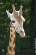 verkleind_2009 05 10_Ouwehands Dierenpark_5110.JPG