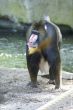 verkleind_2009 05 10_Ouwehands Dierenpark_5113.JPG