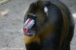 verkleind_2009 05 10_Ouwehands Dierenpark_5115.JPG