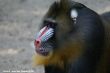 verkleind_2009 05 10_Ouwehands Dierenpark_5119.JPG