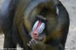 verkleind_2009 05 10_Ouwehands Dierenpark_5122.JPG