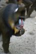 verkleind_2009 05 10_Ouwehands Dierenpark_5136.JPG