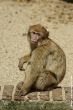 verkleind_2009 05 10_Ouwehands Dierenpark_5254.JPG