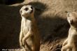 verkleind_2009 05 10_Ouwehands Dierenpark_5360.JPG